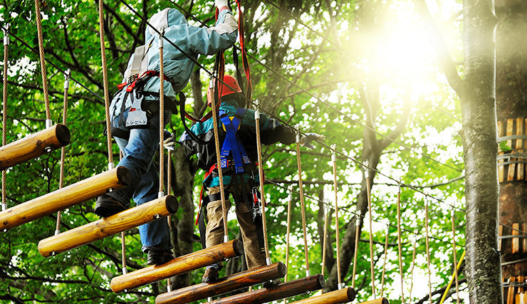 Exploring the Treetops